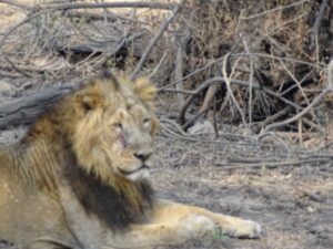 Gir national park and chambal safari