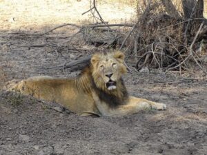 Gir national park and chambal safari